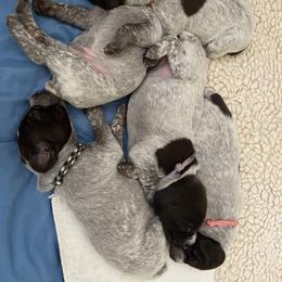 German Shorthaired Pointer Puppies from Brija German Shorthaired Pointers