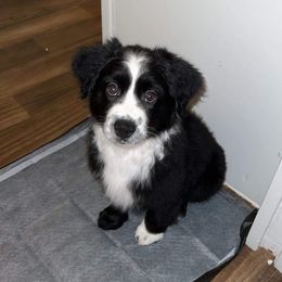 Miniature Australian Shepherd Puppies from Triple Branch Aussies