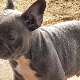 French Bulldogs from Mr.BiggzBlueFrenchie