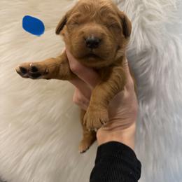 Blue collar - Dark golden male Golden Retriever puppy in Turtlepoint, Pennsylvania from Allegheny River Retrievers
