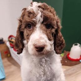 Sally - Parti female Poodle puppy in Dover, Delaware from Dogtastic Poodles