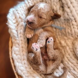 Blue Collar - Apricot male Goldendoodle puppy in Corona, California from West Coast Goldendoodles