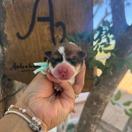 Rita - Red speckled female Australian Cattle Dog puppy in Sahuarita, Arizona from A2 Australian Cattle Dogs