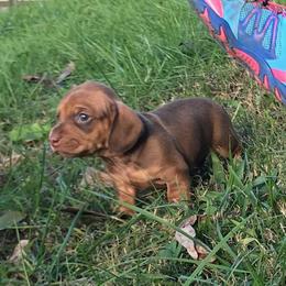 Dachshund Puppies from Shotzie Doxie Co.