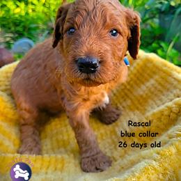 Rascal - Red  male Goldendoodle puppy in Greer, South Carolina from South Paw Doodles