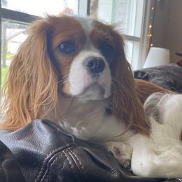 Lady - Cavalier King Charles Spaniel