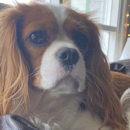 Lady - Cavalier King Charles Spaniel