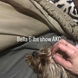 Bella - Yorkshire Terrier