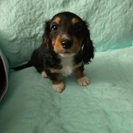 Sweet girl - Black and tan female Dachshund puppy in Jackson's Gap, Alabama from Lake Martin Doxies