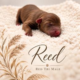 Reed - Red tri male Miniature Australian Shepherd puppy in Cave Creek, Arizona from Arizona Aussies