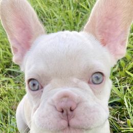 Nessa - White French Bulldog puppy in Cape Coral, Florida from Happy French Bulldogs
