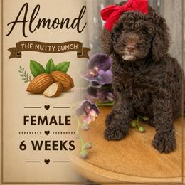 Almond - Chocolate female Goldendoodle puppy in Miami, Florida from Jade’s Paws & Co. Of Miami LLC