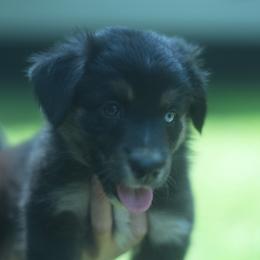Sweet potato - Black tri-color female Australian Shepherd puppy in Altmar, New York from E&C Australian Shepherds