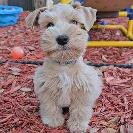 TAZIO - Miniature Schnauzer