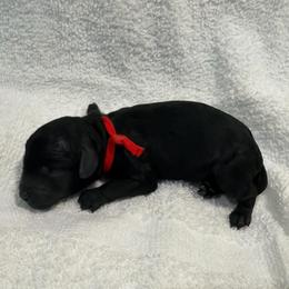 Apollo - Black male Poodle puppy in Baytown, Texas from Charlotte & Co. Miniature Poodles