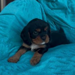 Poppi AKC - Black and tan female Cavalier King Charles Spaniel puppy in Fairmount, Indiana from Dream Maker Cavaliers