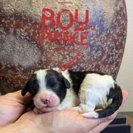 Prince - Black and white male Bernedoodle puppy in Cambridge, Minnesota from Country Meadow Doodles