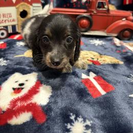 Copper(1300 - Piebald male Dachshund puppy in Mansfield, Missouri from Owens Farm