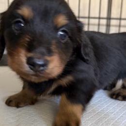 Bones - Black and tan male Dachshund puppy in Tonopah, Arizona from Brandie's Dachshunds