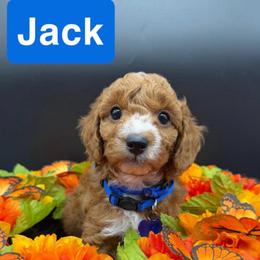 Jack - Blue Collar - Red  male Goldendoodle puppy in Cape Coral, Florida from Nay Nays Mini Doodles