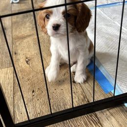 Cavalier King Charles Spaniel Puppies from G Cavaliers