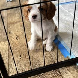 Cavalier King Charles Spaniel Puppies from G Cavaliers