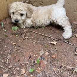 Goldendoodle Puppies from DeBerrys Doodles
