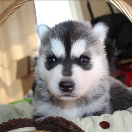 Seether - Black and white male Siberian Husky puppy in Le Sueur, Minnesota from Tevana Siberians LLC