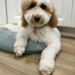 Sally - Goldendoodle