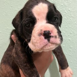 Boxer Puppies from Von Royal Dell’Infinite