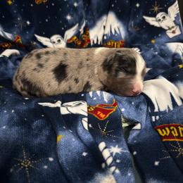 Peppermint - Blue merle female Miniature Australian Shepherd puppy in Murfreesboro, Tennessee from Skye’s Waggin’ Aussies