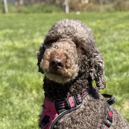 Marina - Labradoodle