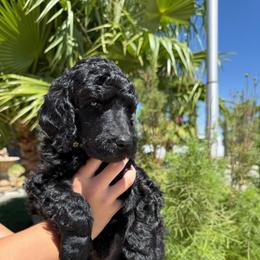 Silver Fox - Black male Poodle puppy in Hesperia, California from Whitesock Standard Poodles