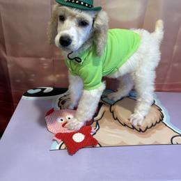 Louie - Parti male Poodle puppy in Mobile, Alabama from Semmy’s Standard Poodle LLC