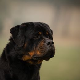 Gonzo - Rottweiler