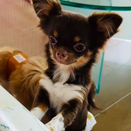 Cricket - Chihuahua