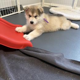 Alaskan Malamute Puppies from Alpenglow Alaskan Malamutes