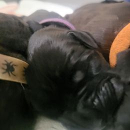 Purple Girl - Black brindle Cane Corso puppy in Montgomery, New York from Mormaxx Kennel
