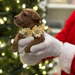 Carrie Underwood - Red  female Goldendoodle puppy in Camden, North Carolina from Oopsie Doodles of NC