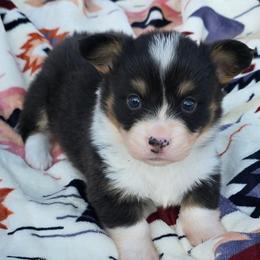 GLORIA fluffy tail docked - Black and tan female American Corgi puppy in Walker, Iowa from Double K Corgis