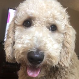 Rosie - Goldendoodle