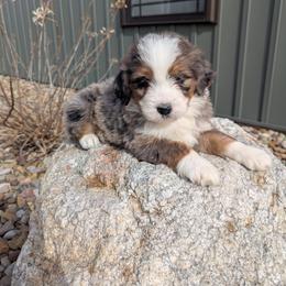 Jackson - Blue merle male Bernedoodle puppy in Beach City, Ohio from Blue Cloud Doodles