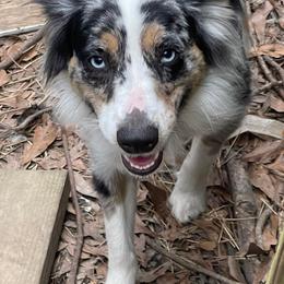 Miniature Australian Shepherds from Southern Aussies
