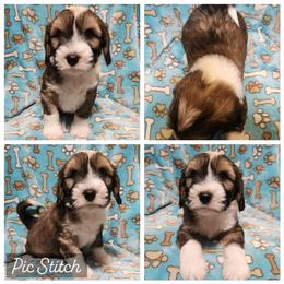 Tenderheart Bear - Sable and white male Tibetan Terrier puppy in Lane County, Oregon from Zara Tibetan Terriers
