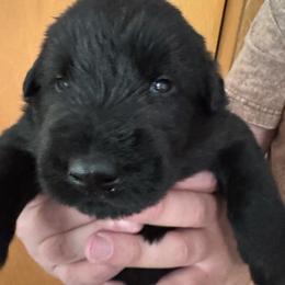 Giant Schnauzer puppies from Mandy’s Giant Schnauzers