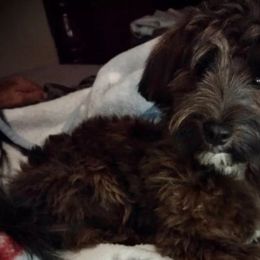 Milo - Havanese