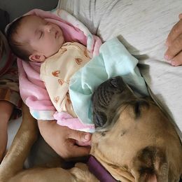 Cane Corso Puppies from Cane Corso Friends