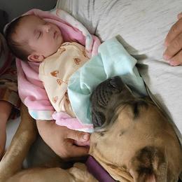 Cane Corso Puppies from Cane Corso Friends