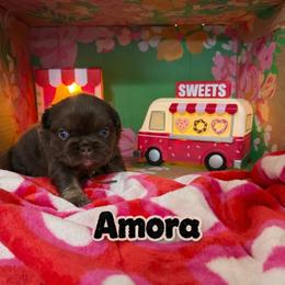 Amora - Tricolors female French Bulldog puppy in Glendale, Arizona from Frenchiepuphub
