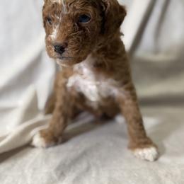 Cockapoo and Goldendoodle Puppies from Jax Doodles